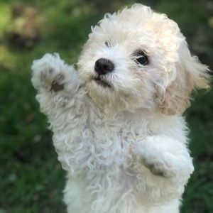 Meet your Posher, Denisse